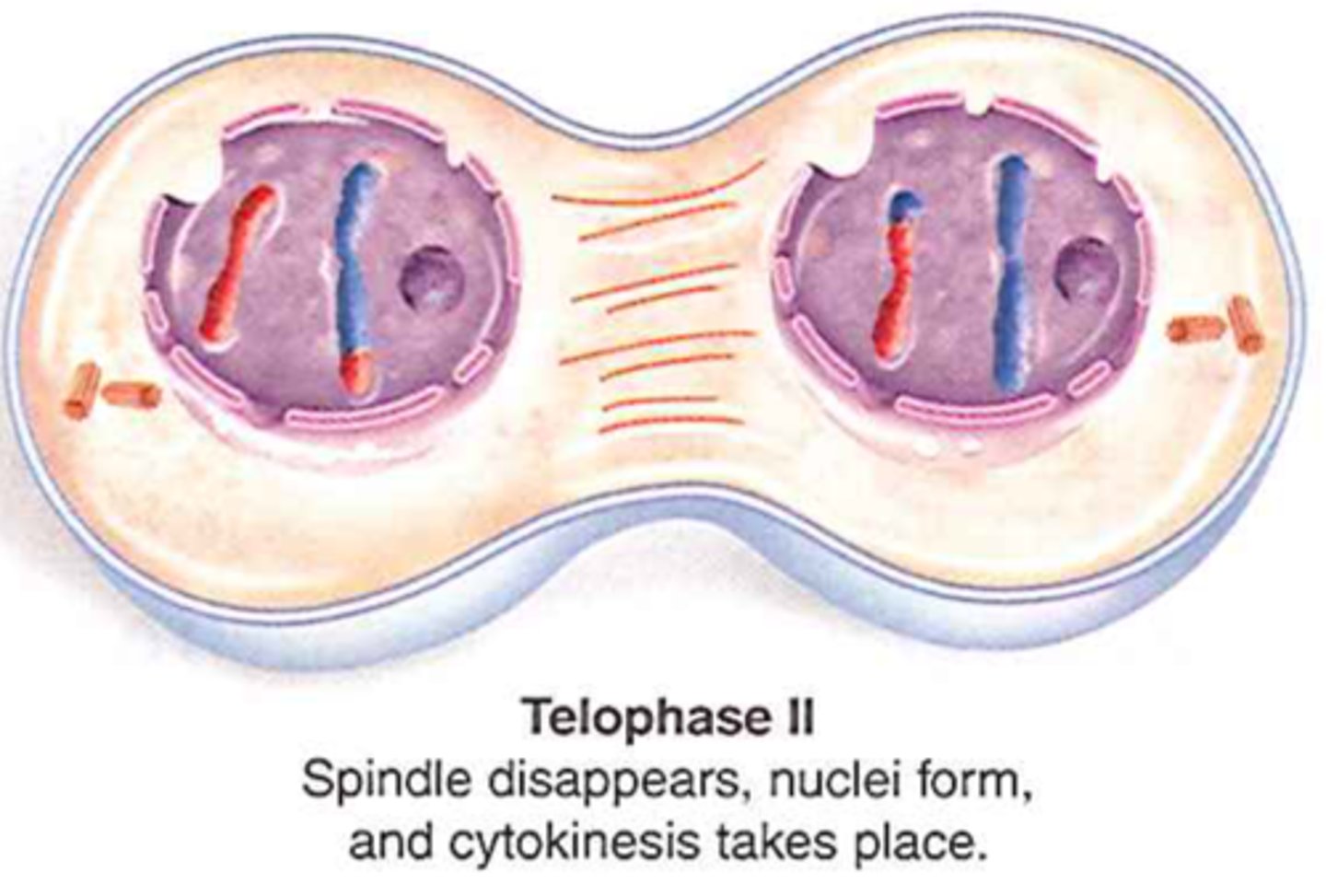 <p>spindles disappear and a nuclear envelope forms around each set of chromosomes, cytokinesis takes place</p>