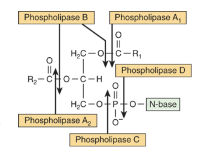 <p>-phospholipases catalyzes hydrolysis of glycerophospholipids to form FFA<br>-phospholipases A1, A2, B, C, D attack different bonds in glycerophospholipid</p>