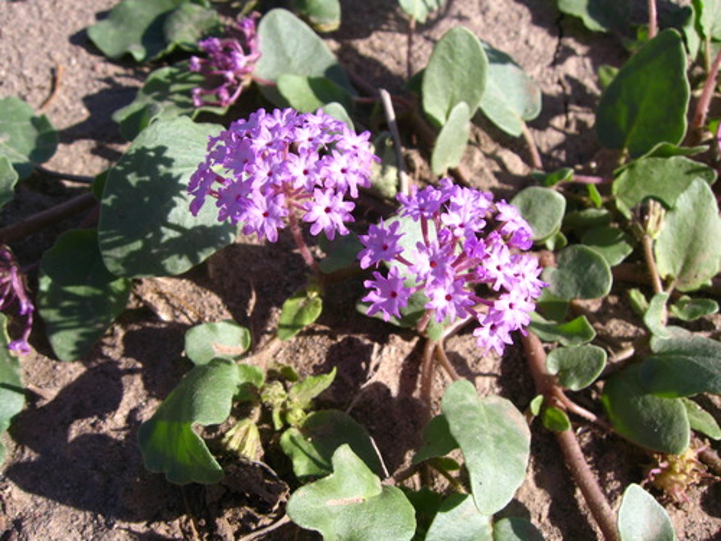 <p>Sand verbena</p>