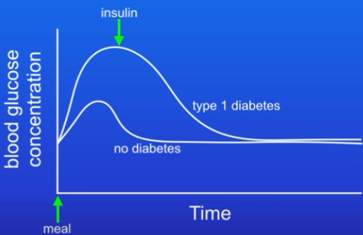 <ul><li><p>Monitor blood glucose conc</p></li><li><p>Insulin injection if conc rises too much (after carb-rich meal) = blood glucose conc falls</p></li></ul>