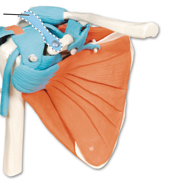 <p>What ligament is highlighted here?</p>