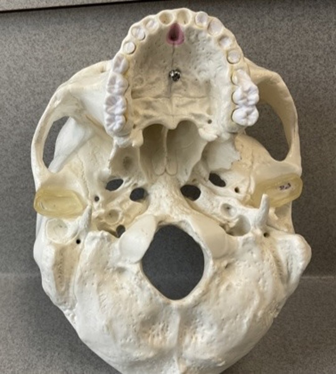 knowt flashcard image