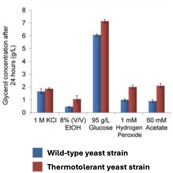 <ul><li><p><strong>Fermentation</strong> is a heat-releasing process;<em> the faster the fermentation (for simple sugars), the more heat is released; the slower the fermentation (for complex sugars), the less heat is released</em> → <strong>affects tolerance</strong></p></li><li><p><strong>Glycerol</strong> = sugar alcohol that has <strong>anti-denaturation effect on proteins</strong></p></li><li><p>When they compared <u>glycerol concentration of wild type vs. thermotolerant yeast strains</u>, they saw that <strong>glycerol was produced in higher concentrations and at much faster rates by thermotolerant strains</strong> than wild-type, indicating that fermentative strains possess heat tolerance and/or glycerol-induced protein protection</p></li><li><p><em>Makes sense bc fermentative strains are exposed to heat a lot and thus should be adapted to it</em></p></li></ul><p></p>