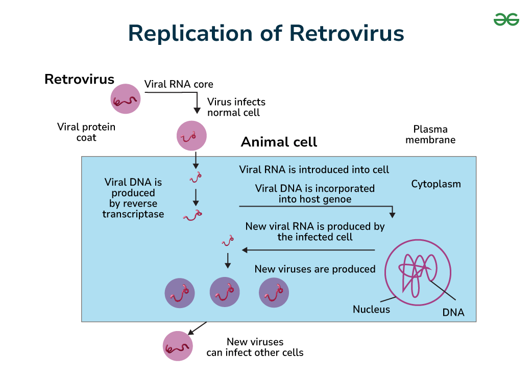 <p>Retroviruses (e.g., HIV):</p><ol><li><p><strong><mark data-color="red" style="background-color: red; color: inherit">Encode reverse transcriptase</mark></strong> to <strong>synthesize a complementary ssDNA (cDNA) from +ssRNA</strong></p></li><li><p>Degrade RNA,</p></li><li><p><strong><mark data-color="red" style="background-color: red; color: inherit">Form dsDNA</mark></strong>, integrating it into the host chromosome as a <strong><mark data-color="purple" style="background-color: purple; color: inherit">provirus</mark></strong> via <strong><mark data-color="blue" style="background-color: blue; color: inherit">homologous integration</mark></strong></p></li></ol><p></p>