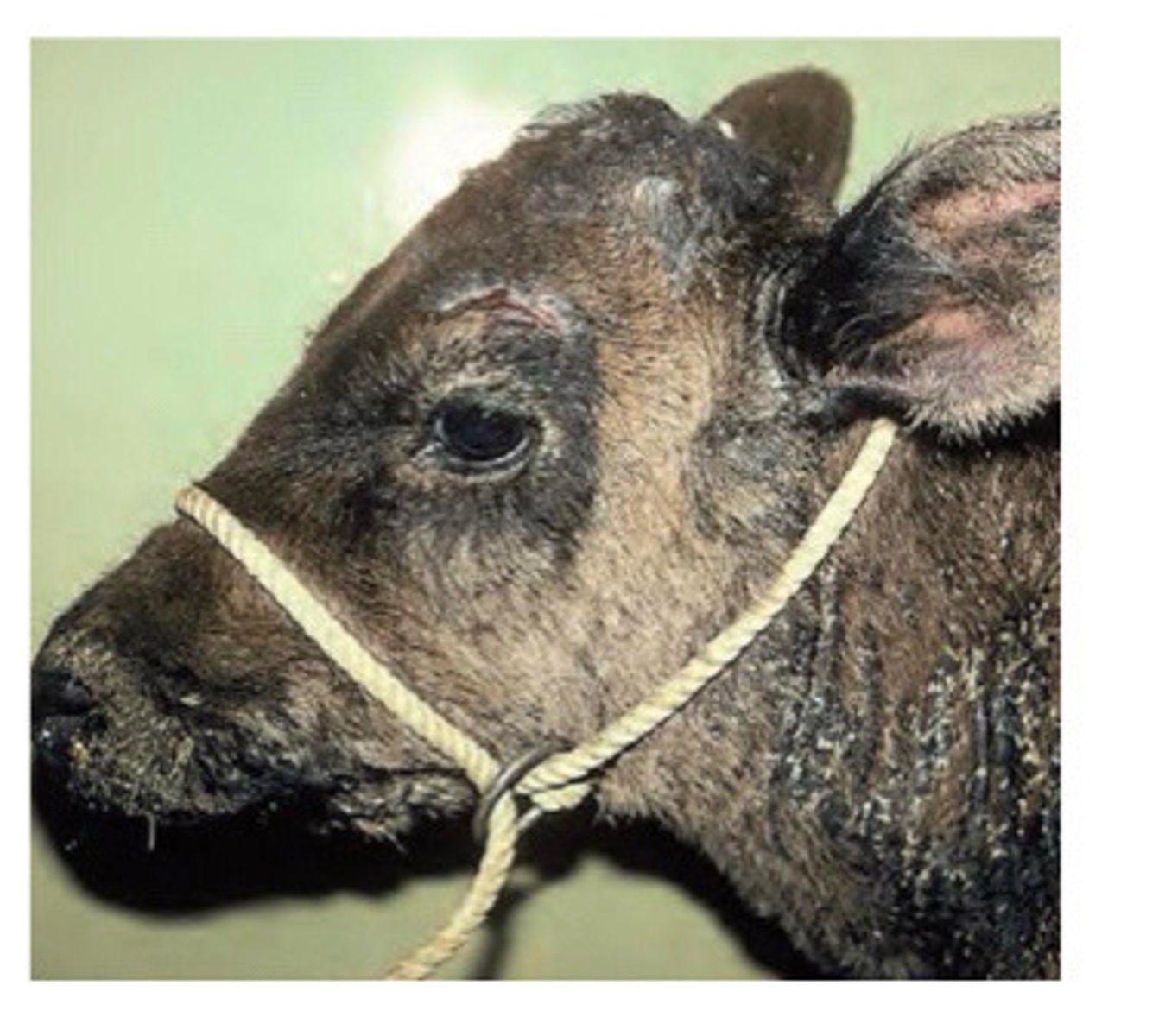 <p>This Holstein Friesian presents with parakeratosis and you notice the diet is high in calcium. What do you think is happening?</p><p>note: Parakeratosis is a skin condition characterized by the abnormal retention of nuclei in the stratum corneum (the outermost skin layer), where cells should normally be dead and nucleus-free</p>