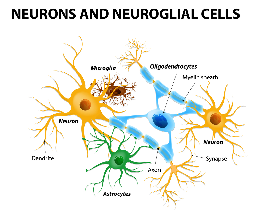 <p>A glial cell that produces myelin in the CNS</p><ul><li><p>Commonly found in areas with long axons </p></li></ul><p></p>