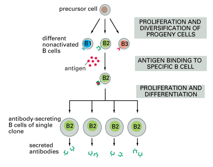 <ul><li><p>B cells producing the right AB are selected from a big range of B cells</p></li><li><p>each stimulated B cell produces a clone of cells producing AB that binds the same antigen</p></li><li><p>a particular antigen may activate hundreds of different clones</p></li></ul><p></p>