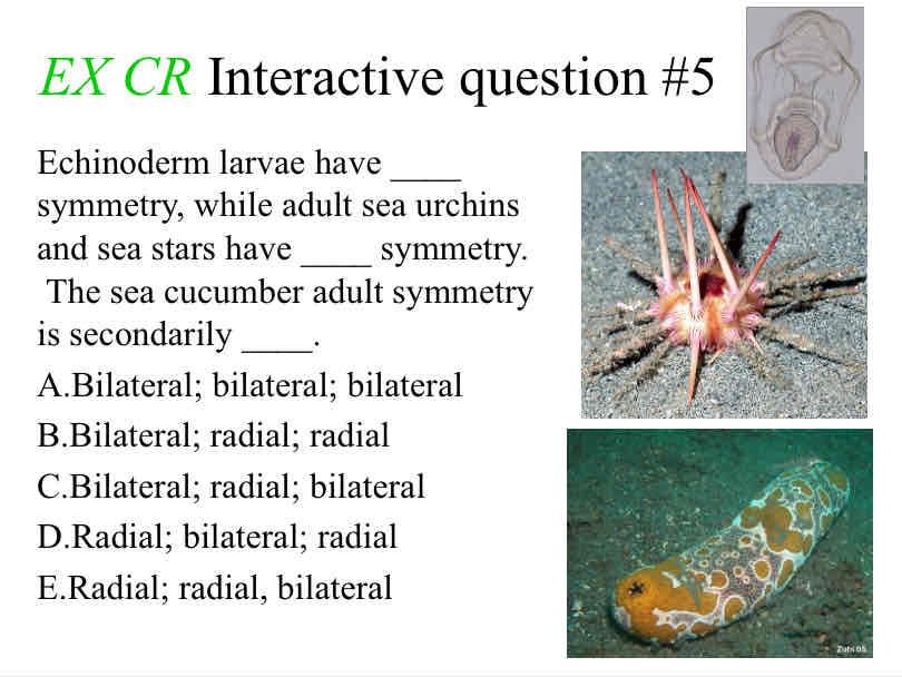 <p>Practice Question (Symmetry) - Echinoderm larvae have ____ symmetry, while adult sea urchins and sea stars have ____ symmetry. &nbsp;The sea cucumber adult symmetry is secondarily ____.</p>