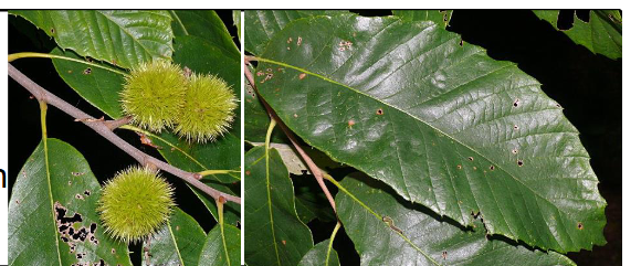 <p>Fagaceae</p><p>Alleghany chinkapin</p>