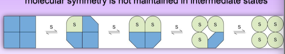 <ul><li><p>conformational change for liganded + unliganded subunits</p></li><li><p>intermediate conf/affinity state = breakage of symmetry</p><ul><li><p>multiple intermed shapes</p></li></ul></li><li><p>symmetry not maintained thru intermediates = leads to mutliple Kds</p></li><li><p>also predicts sigmoidal curve</p></li><li><p>more accurate = supported via experimental evidence</p></li></ul><p></p>