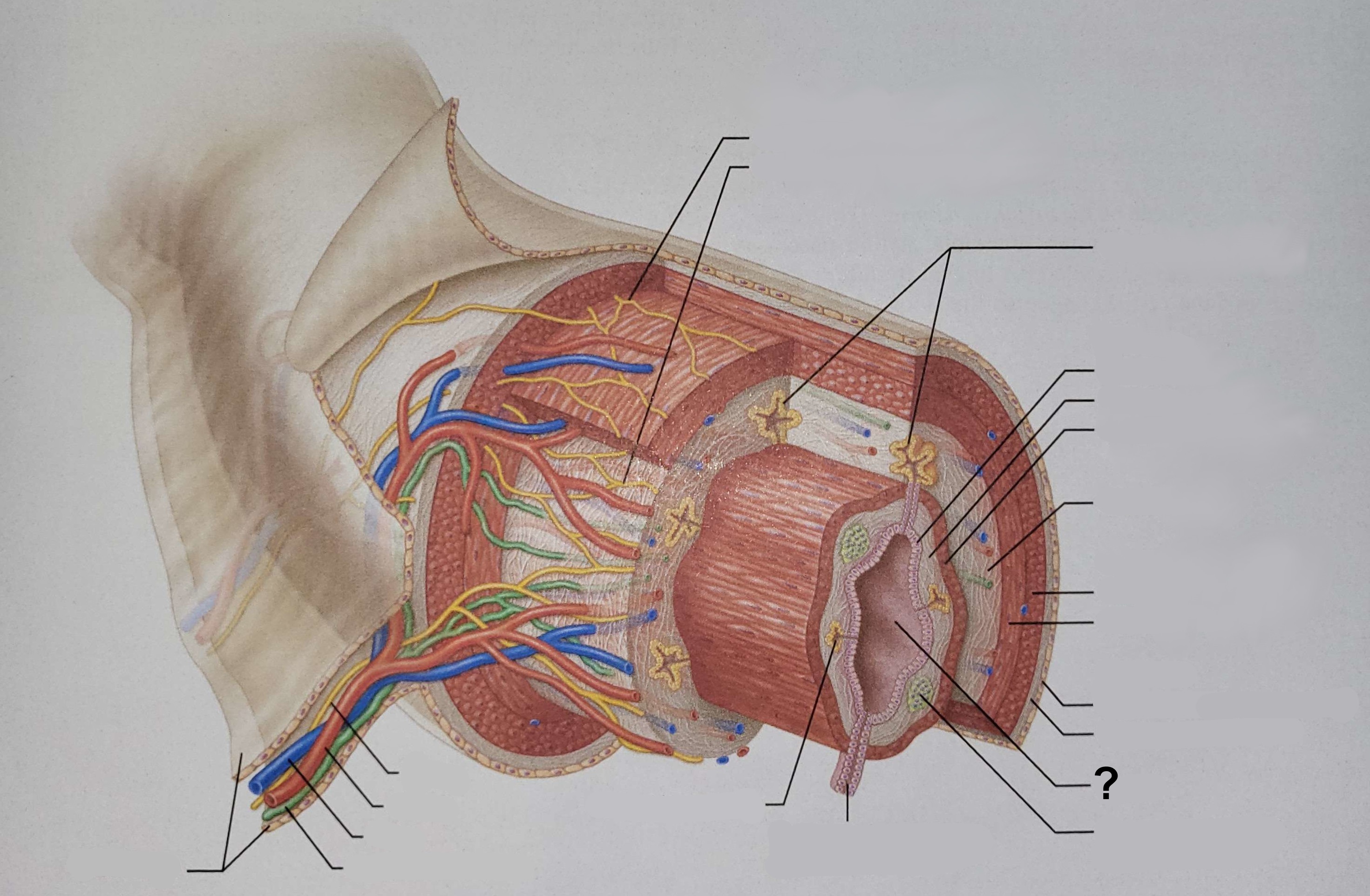 <p>Name the indicated structure.</p>