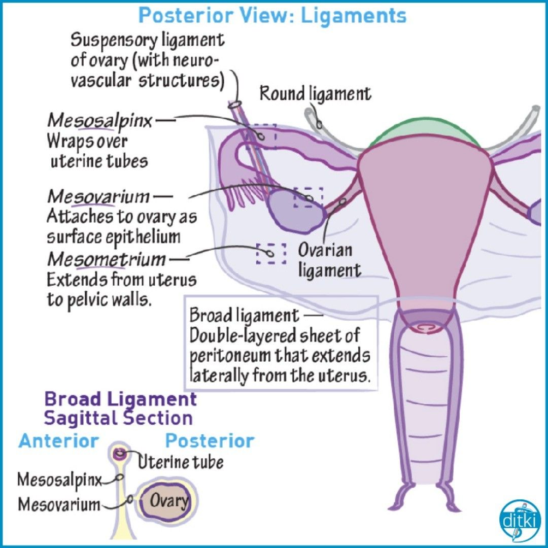 <p>C. mesosalpinx</p><p>The mesosalpinx is the part of broad ligament that supports the uterine tube</p><ul><li><p><strong>mesometrium</strong> supports the uterus itself.</p></li><li><p class=""><strong>mesovarium</strong> attaches to the ovary, carrying vessels and nerves</p></li><li><p class=""><strong>round ligament</strong> is a separate ligament that helps maintain uterine position but does not support the uterine tube</p></li></ul><p></p>