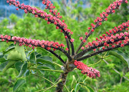 <p><span>&nbsp;Brassaia actinophylla / Schefflera, Octopus Tree</span></p>