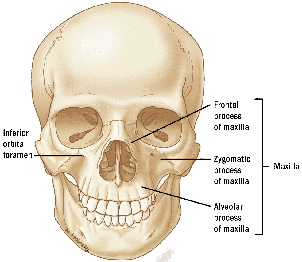 <p><strong>zygomatic process</strong></p>