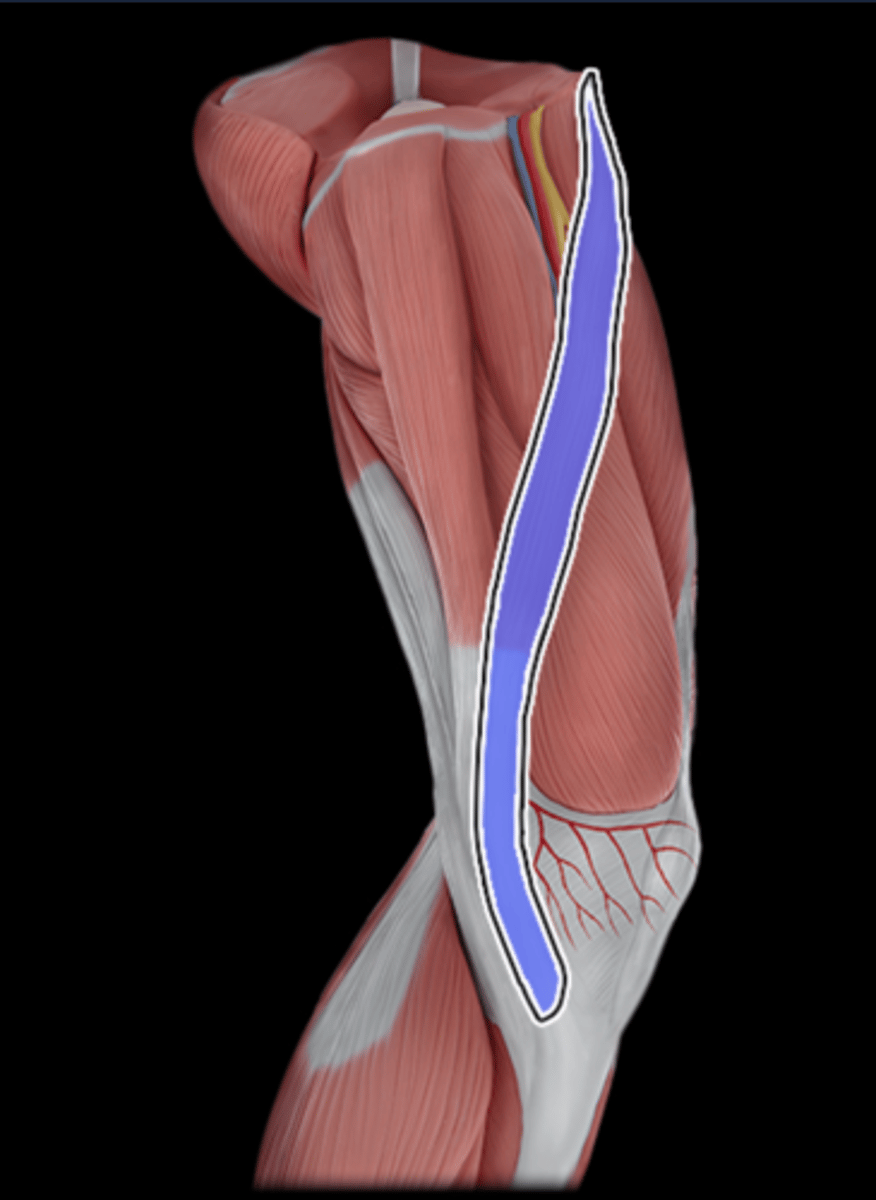 <p>What Muscle Is Highlighted?</p>