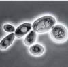 <p><span style="font-family: Georgia, serif;">Improves contrast of a sample without the use of a stain, results with dark cells on a light background, allows visualization of live samples</span></p>