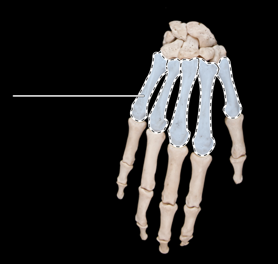 <p>Name this group of bones.</p><p>(Posterior view, right side).</p>