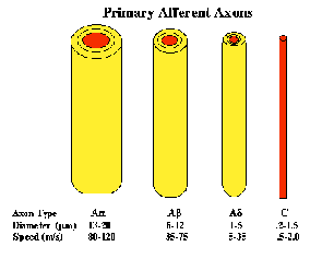 <ul><li><p>large diameter</p></li><li><p>myelinated (fast)</p></li><li><p>propagate APs @ <span style="font-size: medium;"><span>∼130 m/sec</span></span></p></li><li><p><span style="font-size: medium;"><span>most sensory neurons & motor neurons to skeletal muscle (pain receptors, reflexes)</span></span></p></li></ul><p></p>