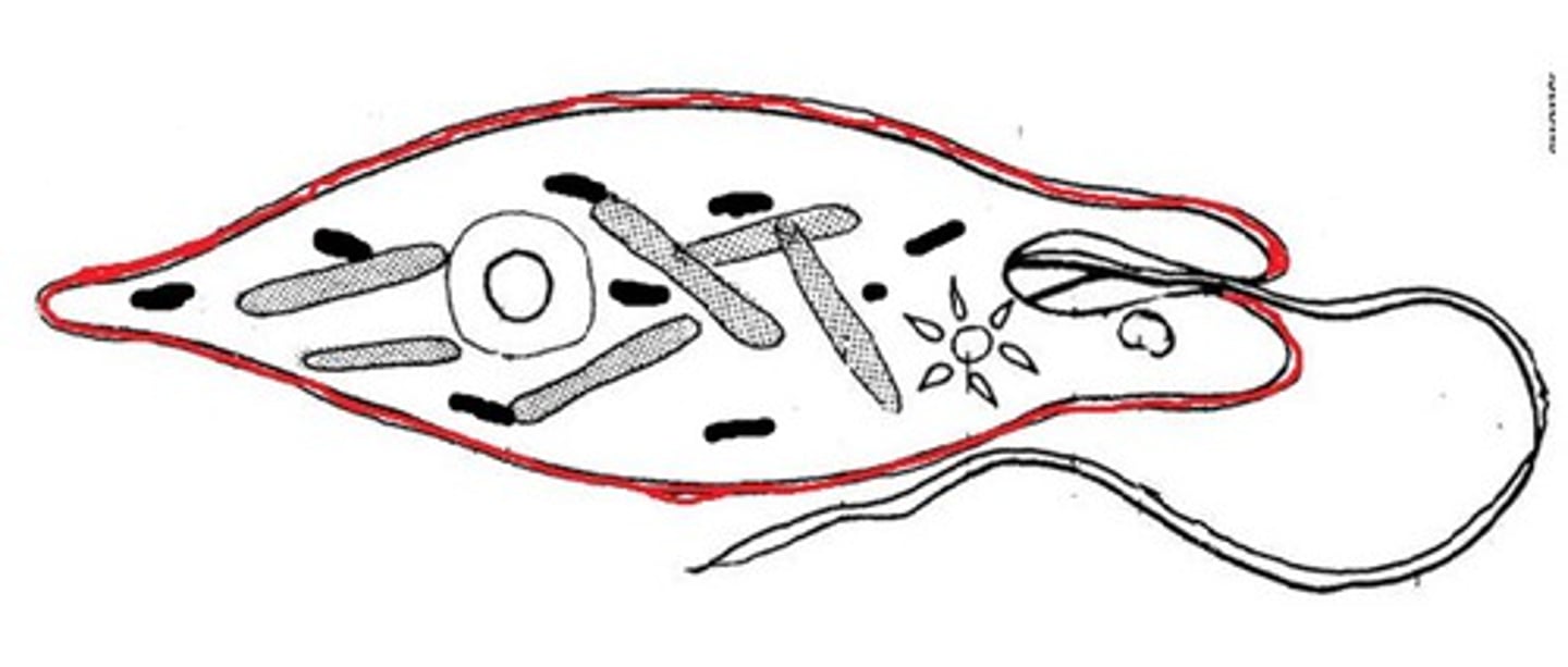 <p>protein strips in spiral surrounding cell (beneath membrane)</p>