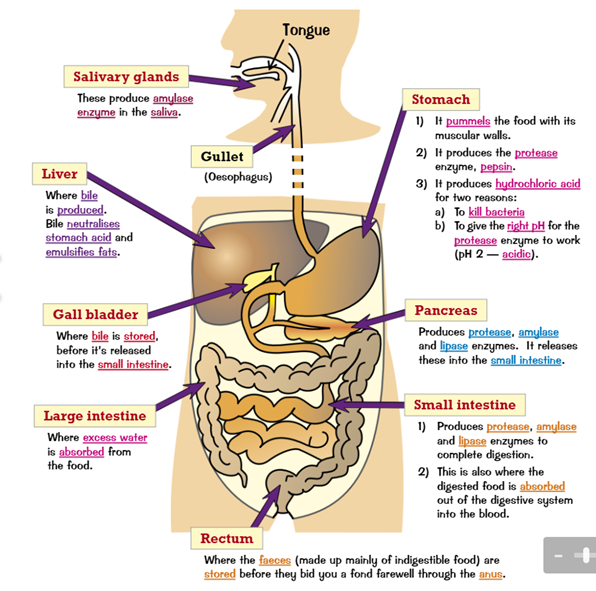 knowt flashcard image