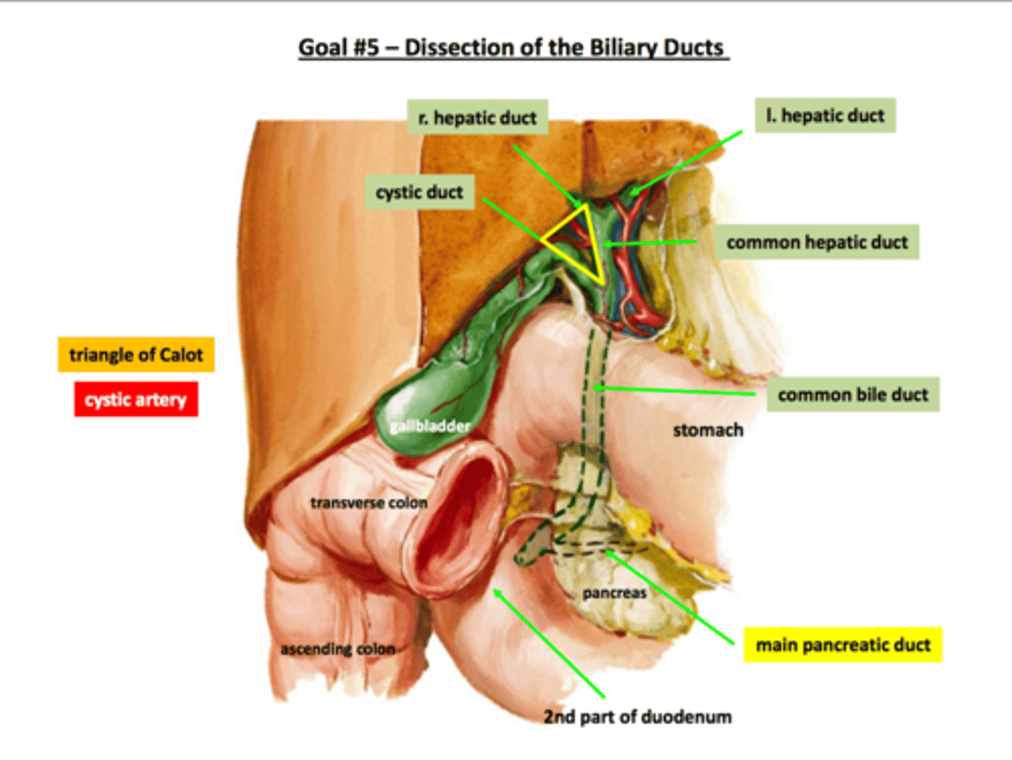 <p>made in liver (hepatocytes), transported via common bile duct and stored in gallbladder; released into jejunum</p><p>[ if theres no gallbladder, then theres just a more constant flow of bile]</p>