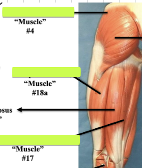 <p>Label muscle #4 </p>