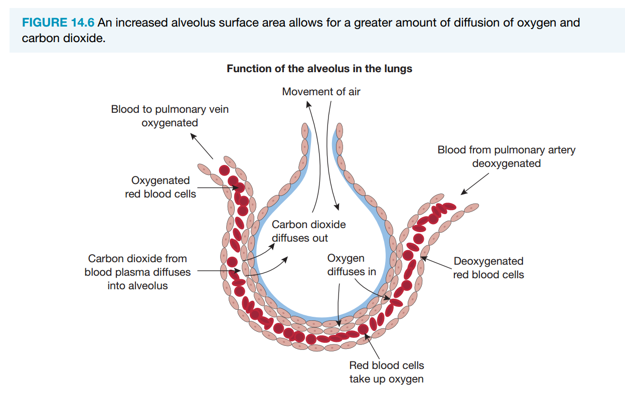 <ul><li><p>Aerobic training increases alveoli surface area, improving oxygen and carbon dioxide exchange between alveoli and capillaries. Combined with increased ventilation, more oxygen is inhaled, extracted, and delivered to working muscles.</p></li></ul><p></p>
