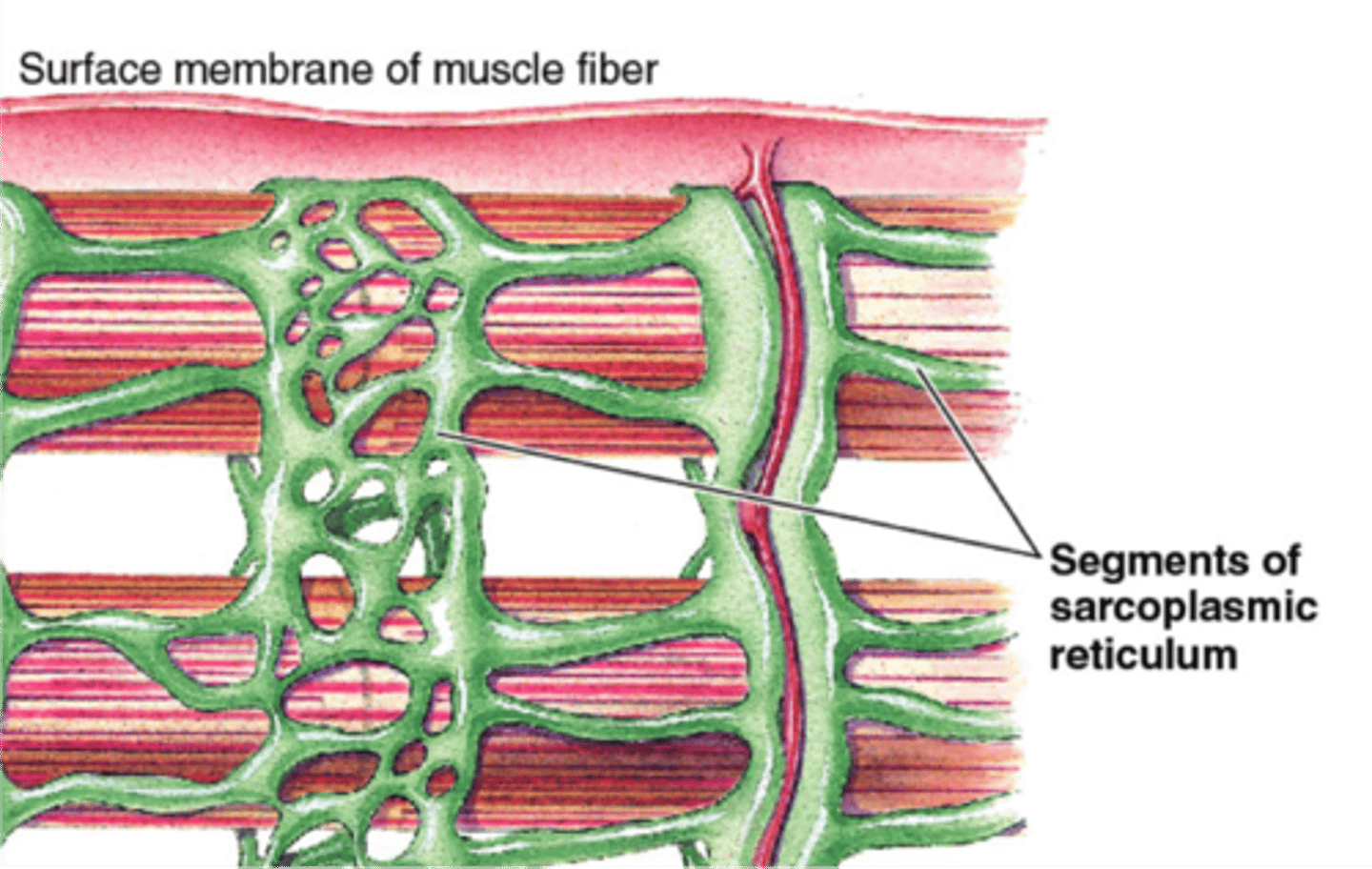 <p>The smooth ER of a muscle cell</p><p>-The SR winds around each myofibril in the muscle cell.</p>