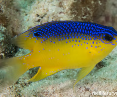 <p><span><span>juvenile or adult?</span></span></p>