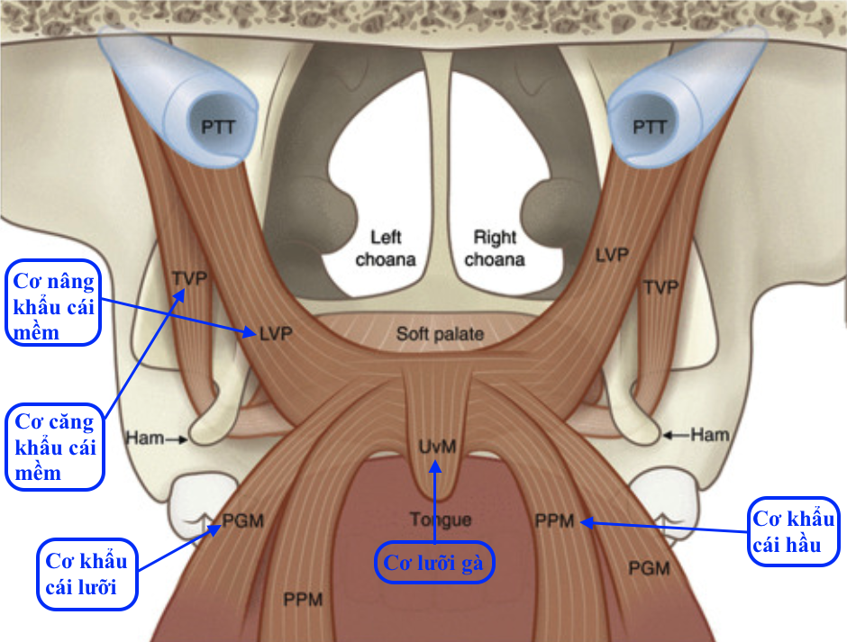 <p>Khẩu cái mềm có 5 cơ nào ? </p>