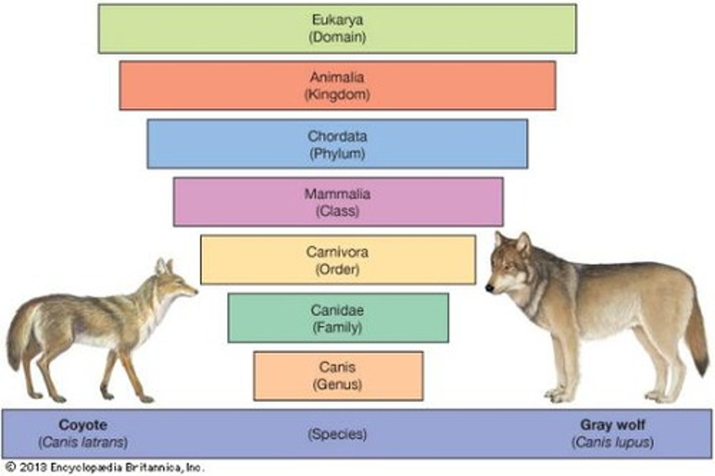 <p>A naming system for organisms that uses the format 'Genus species', with the genus capitalized and species in lowercase.</p>