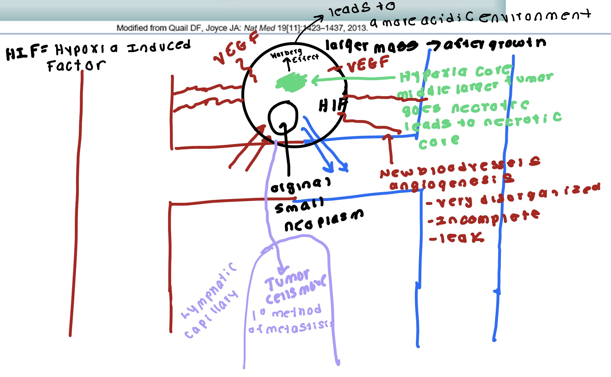 <p>Epithelial- mesenchymal- growing tissue, replicating tissue. EMT (epithelial mesenchymal transition) acidic environment stimulates this. </p>