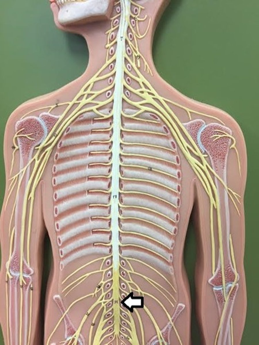 <p>Bundle of spinal nerves and spinal nerve roots and is below the L2</p>