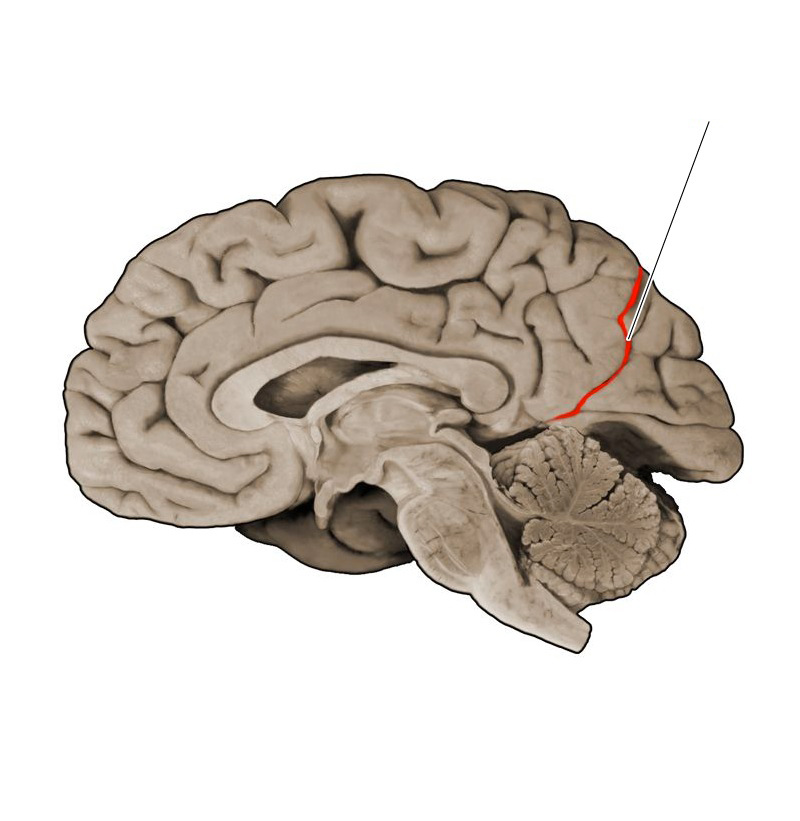 <p>What structure is this and what is the function?</p>