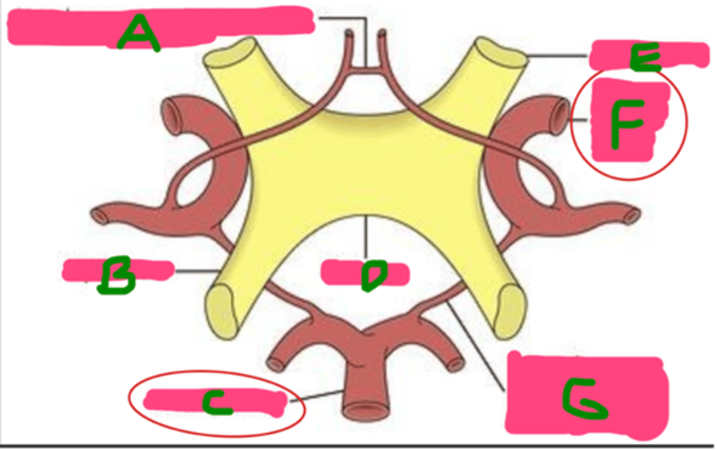 <p>Name each structure</p>