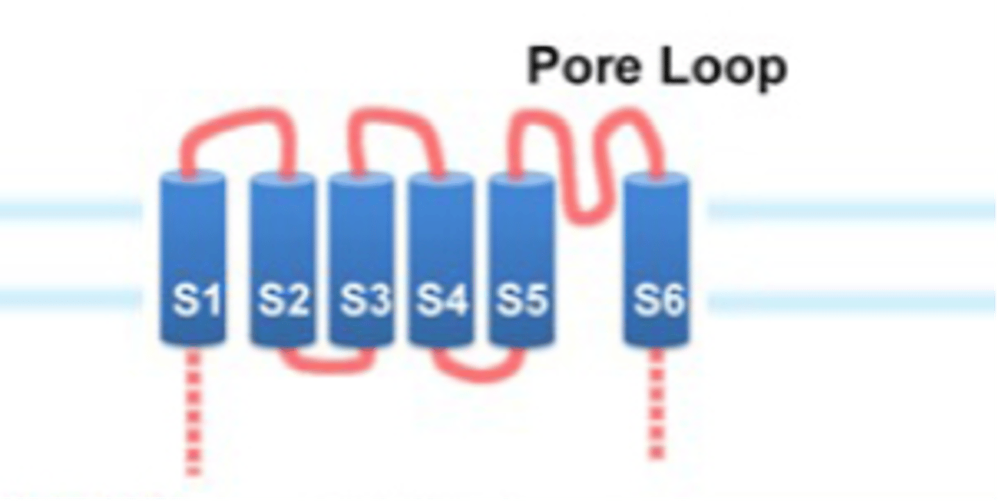 <p>What do DVA neurons detect?</p>