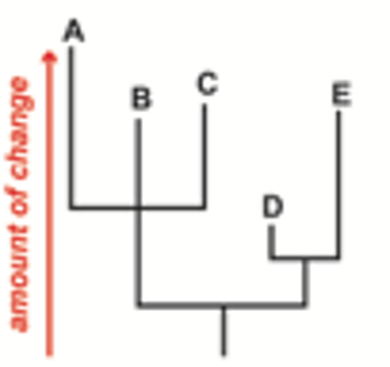 <p>branch lengths indicating some sort of evolutionary change</p>