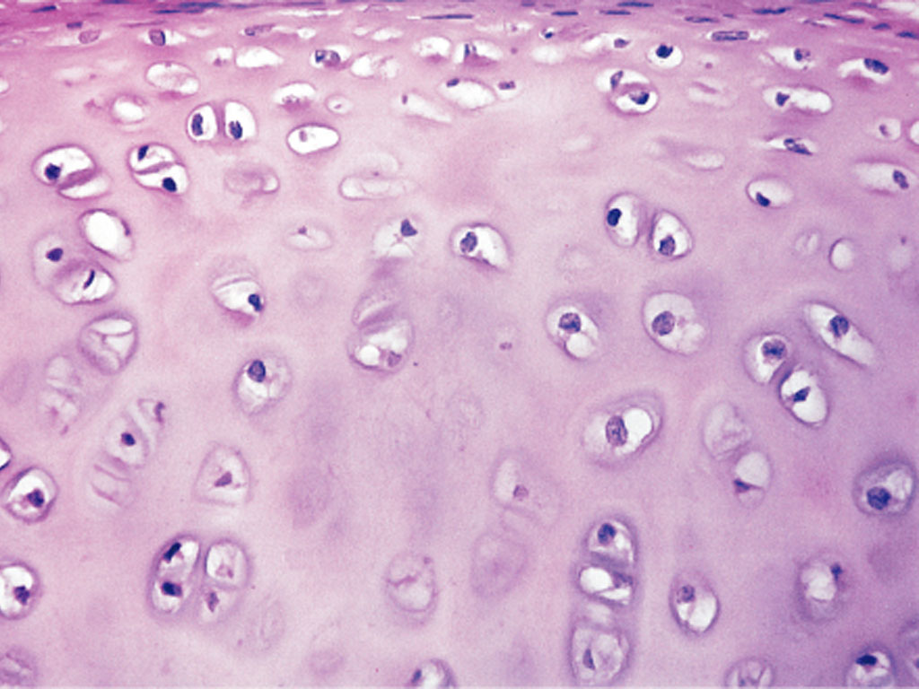 <p>What is the classification of this tissue?</p>