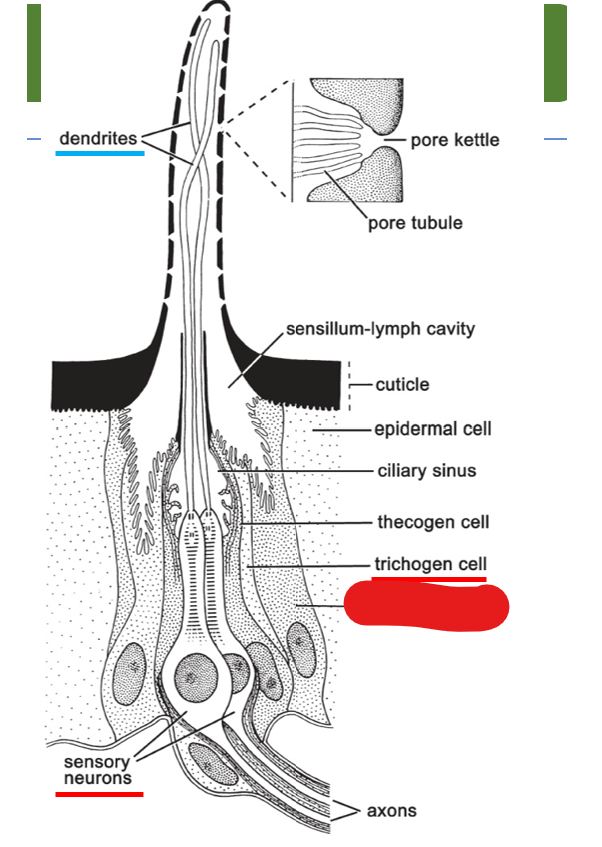 <p>what is shown on this diagram of multipored sensillum on the antenna?</p>