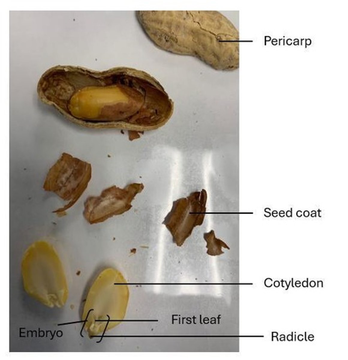 <p>Cotyledons store nutrients that nourish the seedling during germination.</p>