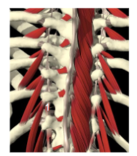 <p><span>mm. intertransversarii thoracis (deel van Mm. Intertransversarii)</span></p>