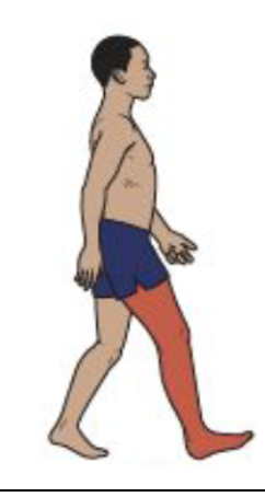 <ul><li><p>Terminal swing</p></li><li><p>Hip Motion</p></li><li><p>Hamstrings continue activity to control thigh posture; single joint hip extensors and abductors rapidly increase in activity to prepare for demands of the next phase of gait.</p></li></ul><p></p>