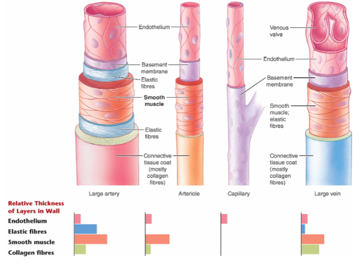 All vessels (except capillaries) have an endothelium, basement membrane, smooth muscle, and connective tissue layer

\
**Arteries** - Have additional elastic tissue to enable stretching during ventricular systole

\
**Capillaries** - Only thin layer of endothelium (epithelial cells) and basement membrane; allows for transfer of material in and out of capillaries at tissues 

\
**Veins** - Also has additional elastic tissue and contain Venous valves to prevent backflow of blood as pressure is lowest is veins 