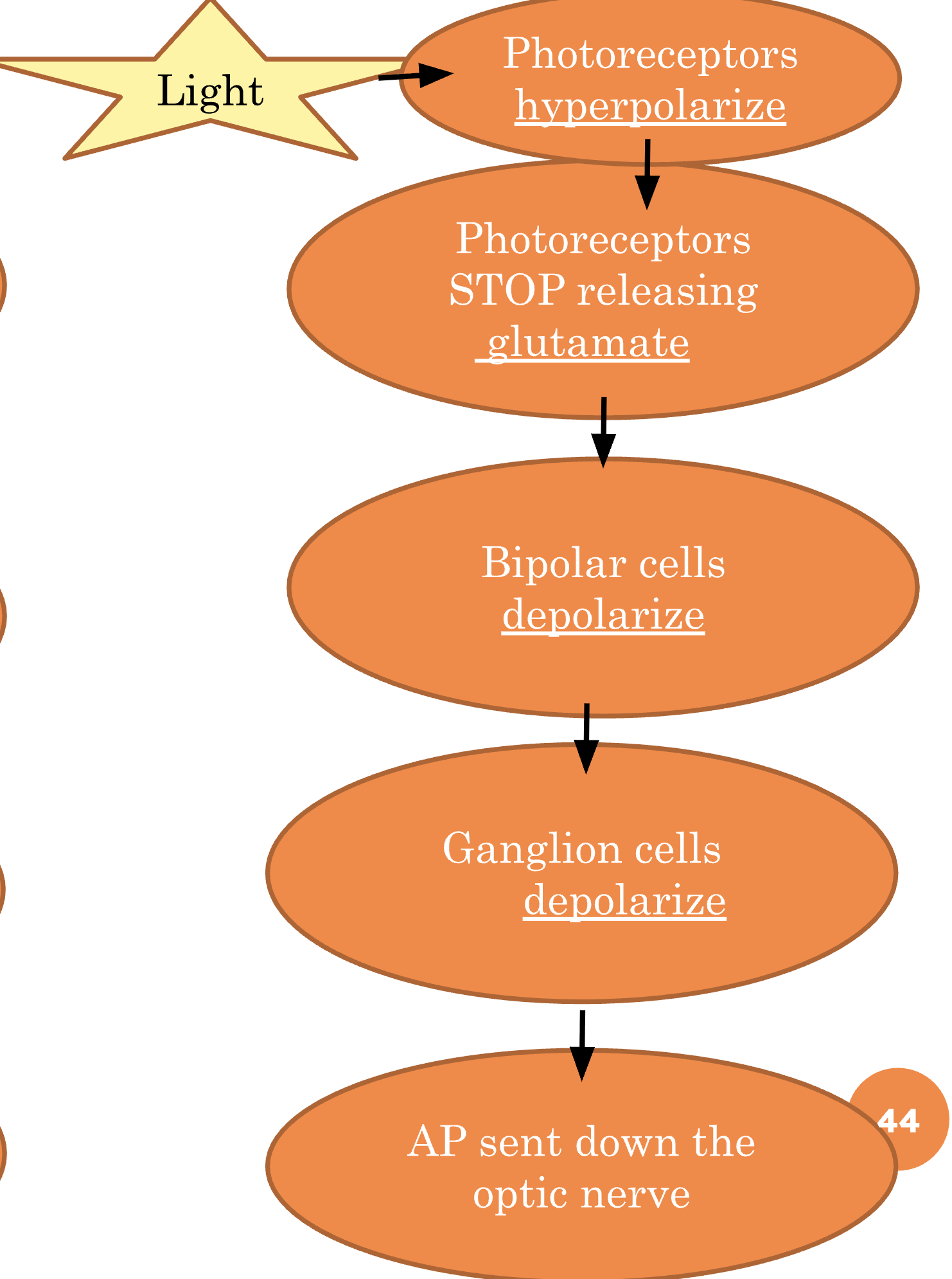 <p>Light hyperpolarizes photoreceptor cells. They stop releasing glutamate and bipolar cells are released from inhibition, depolarize, and excite retinal ganglion cells. RGCs <strong>generate APs</strong> that travel down the optic nerve.</p>