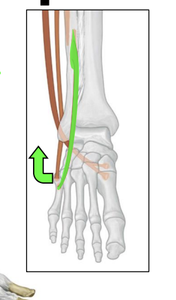<p>Anterior leg — Fibularis tertius</p>