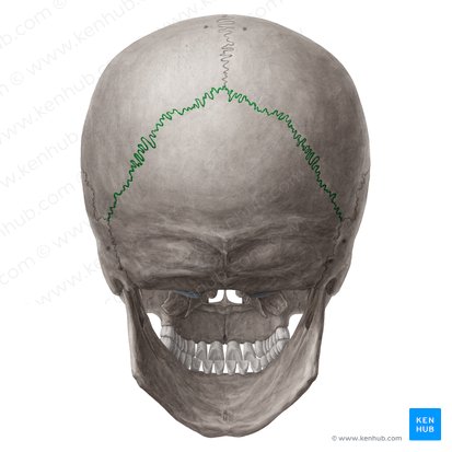 <p>What does this structure correspond with?</p>