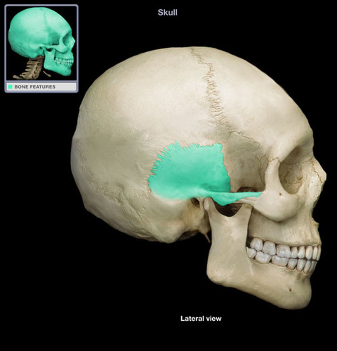 <p>anterior and upper part, contributes to temporal fossa</p>