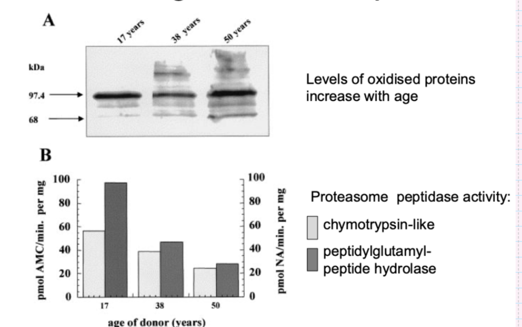 <p>levels of oxidised proteins increased with age</p>