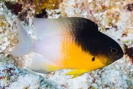 <p>Three color phases:</p><p>- anterior color of fish brown and posterior color white to pale</p><p>-Upper third of fish brown lower third of fish yellow and back third of fish pale to white</p><p>-Overall pearly to grayish with a yellow case on pectoral fin </p>