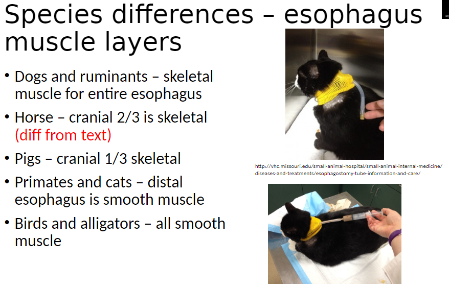 <p><strong>Muscle Type by Species</strong>:<br> Dogs and ruminants – Entire esophagus is skeletal muscle, allowing voluntary control of swallowing<br> Horse – Cranial 2/3 is skeletal muscle, distal is 1/3 smooth muscle (allows partial voluntary control)<br> Pigs – Cranial 1/3 is skeletal muscle, rest smooth muscle<br> Primates and cats – Distal esophagus is smooth muscle, involuntary<br> Birds and alligators – Entire esophagus is smooth muscle, involuntary</p>
